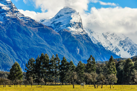 White horse in front of snowy peaks in Lord of the Rings film location, Glenorchy, New Zealandの写真素材