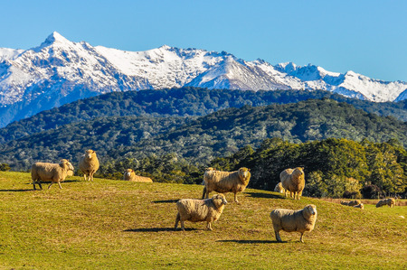 Sheep in a green meadow and snowy mountains in the background in the Southern Scenic Route, New Zealandの写真素材