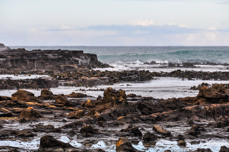 Petrified forest in Curio Bay, the Southern Scenic Route, New Zealand