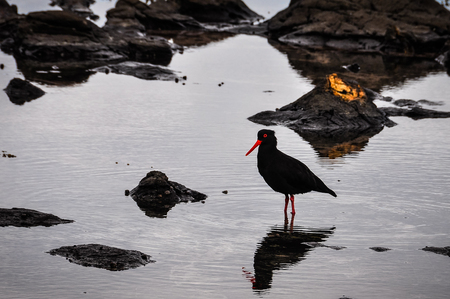 Black bird in Curio Bay, the Southern Scenic Route, New Zealandの写真素材