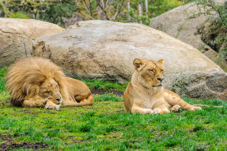 Resting lions in an animal-friendly zoo in Valencia, Spainの写真素材
