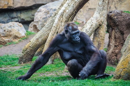 Gorilla in an animal-friendly zoo in Valencia, Spainの写真素材