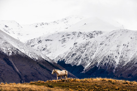 White horse in front of the snowy peaks close to Lake Ohau, near Omarama, New Zealandの写真素材