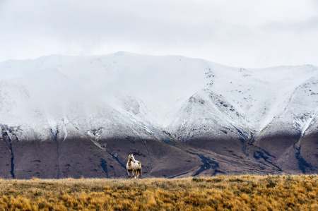 White horse in front of the snowy peaks close to Lake Ohau, near Omarama, New Zealandの写真素材