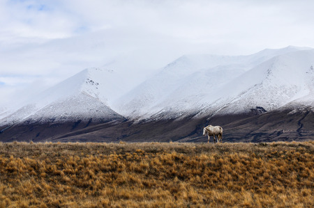 White horse in front of the snowy peaks close to Lake Ohau, near Omarama, New Zealandの写真素材