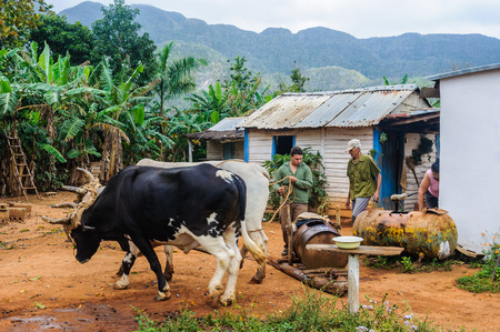 Men working with animals in a farm in the Vinales Valley in Cubaのeditorial素材