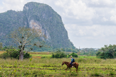 Cuban cowbay in the Vinales Valley in Cubaのeditorial素材