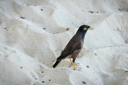 Typical Fijian bird in the sand in Mana Island, Fijiの写真素材