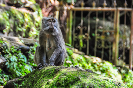 Balinese macaque in Monkey Forest in the town of Ubud, Bali