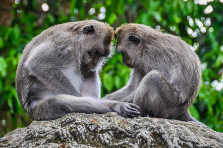Balinese macaques in Monkey Forest in the town of Ubud, Bali
