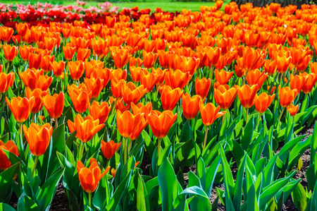 Orange tulips in Keukenhof Garden near Amsterdam, Hollandの写真素材