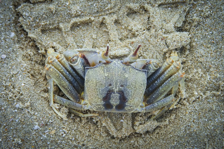 Small crab in Otres Beach, on the coast near Sihanoukville, Cambodiaの写真素材