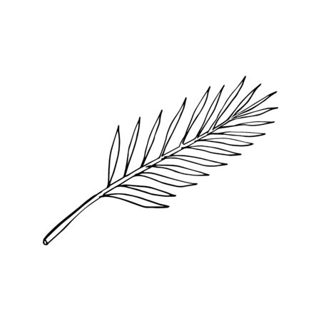 Palm tree leaf. Line art doodle sketch. Black outline on white background. Picture can be used in greeting cards, posters, flyers, banners, logo, botanical design etc. Vector illustration. EPS10のイラスト素材