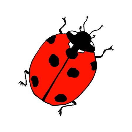 Lady bug. Line art doodle sketch. Colorful outline on white background.のイラスト素材