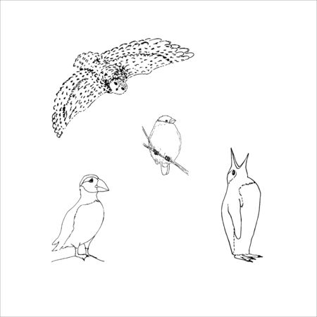 Set of northern winter birds: owl, bullfinch, puffin, penguin. Black outline on white background. Picture can be used in greeting cards, posters, flyers, banners, further design etc. Vector illustration.のイラスト素材