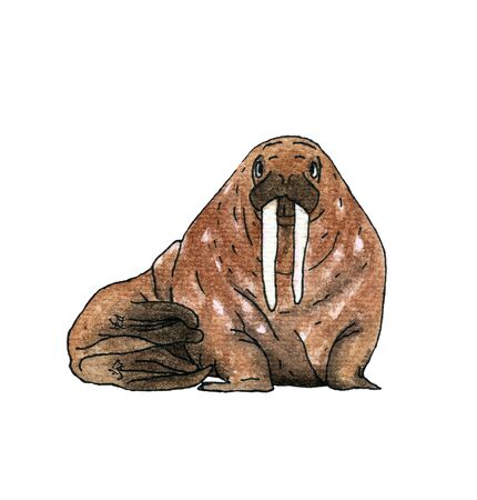 Walrus sea animal. Hand drawing watercolor sketch. Black outline on white background. Colorful illustration. Picture can be used in greeting cards, posters, flyers, banners, further design etc.の写真素材