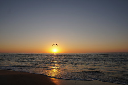Sunset on the beach and flying gullの写真素材