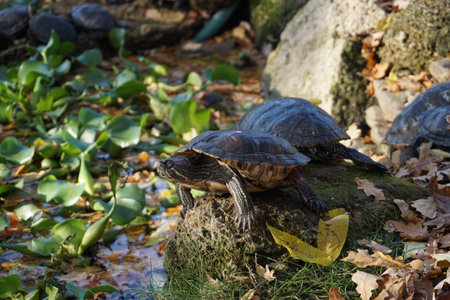 Small turtle basks on a rock with greenery on the lakeの写真素材