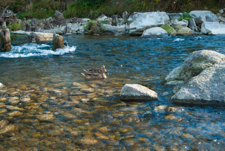 Experience the serene beauty of a tranquil river with ducks, surrounded by fresh nature and scenic landscapes.の写真素材