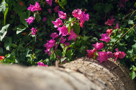 flowering bush in a park. tropical garden.の写真素材
