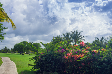 Exotic Palms Beach Resort Grounds. Beautiful Palm tree in tropical gardenの写真素材