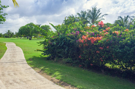 Exotic Palms Beach Resort Grounds. Beautiful Palm tree in tropical gardenの写真素材