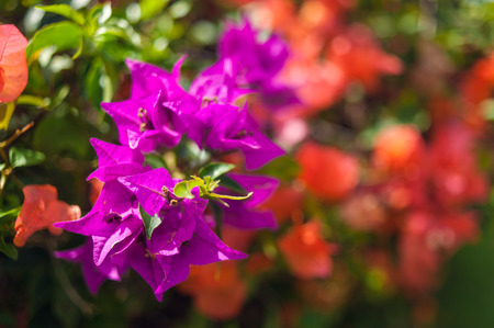flowering bush in a park. tropical garden.の写真素材