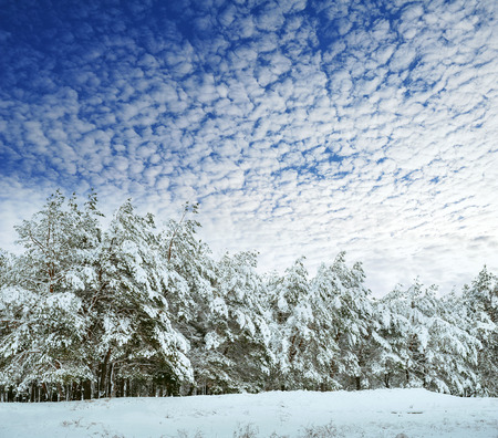 Snow-covered tree branch at sunset. Winter background. Christmas and New Year Tree.の写真素材