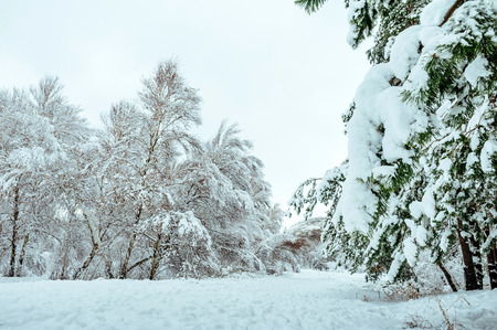 Snow-covered tree branch at sunset. Winter background. Christmas and New Year Tree.の写真素材