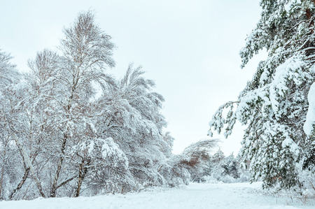 Snow-covered tree branch at sunset. Winter background. Christmas and New Year Tree.の写真素材