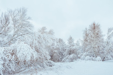 New Year tree in winter forest. Beautiful winter landscape with snow covered trees. Trees covered with hoarfrost and snow. Beautiful winter landscape in the forest. Sunsetの写真素材