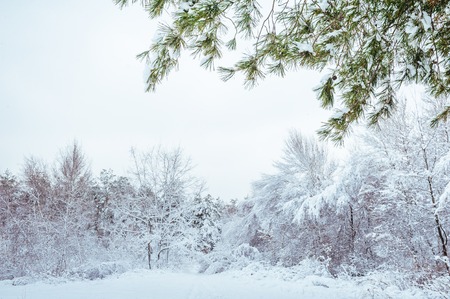New Year tree in winter forest. Beautiful winter landscape with snow covered trees. Trees covered with hoarfrost and snow. Beautiful winter landscape. Snow-covered tree branch. Winter background.の写真素材