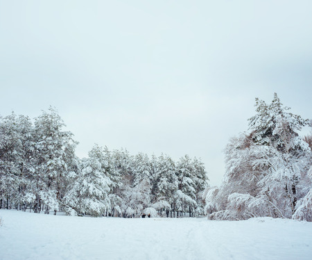 New Year tree in winter forest. Beautiful winter landscape with snow covered trees. Trees covered with hoarfrost and snow. Beautiful winter landscape in the forest. Sunsetの写真素材