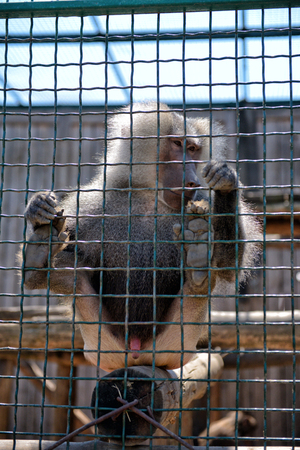 A deep thinking young baboon locked in a cage in a zoo.
