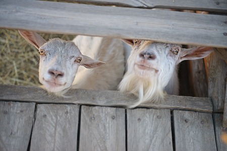 two young goats in the corral