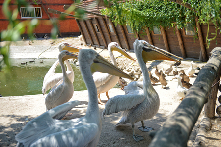 White Pelican , Pelecanus onocrotalus, also known as the Eastern White Pelican, Rosy Pelican or White Pelican is a bird in the pelican familyの写真素材