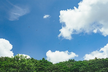 Beautiful vibrant background consisting of trees of the rain forest of Central America. Typical landscape of Dominican republic, Guatemala, Costa Ricaの写真素材