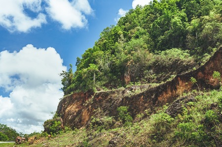 Beautiful vibrant background consisting of trees of the rain forest of Central America. Typical landscape of Dominican republic, Guatemala, Costa Ricaの写真素材