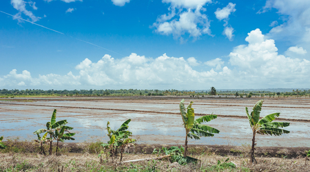 trees on the field of grass and sunset. Idyllic View of Green Rice Field with Palm Trees and Blue Sky.の写真素材