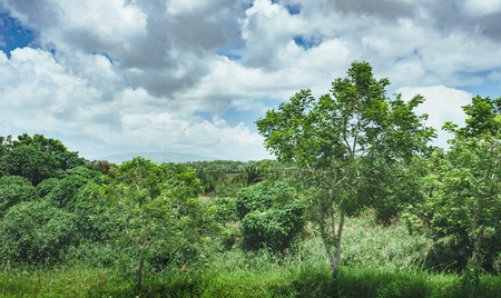trees on the field of grass and sunset. Idyllic View of Green Rice Field with Palm Trees and Blue Sky.の写真素材