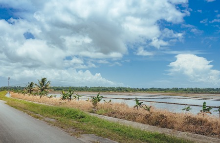 trees on the field of grass and sunset. Idyllic View of Green Rice Field with Palm Trees and Blue Sky.の写真素材