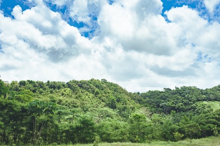 Beautiful vibrant background consisting of trees of the rain forest of Central America. Typical landscape of Dominican republic, Guatemala, Costa Ricaの写真素材