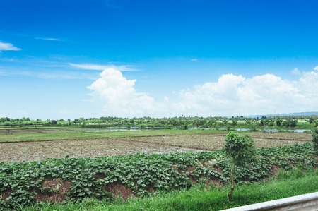 Trees on the field of grass and sunset. Idyllic View of Green Rice Field with Palm Trees and Blue Sky.の写真素材