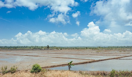 Rice fields filled with water and Palm trees. Palm trees planted along a rural road on rice fields in the countrysideの写真素材