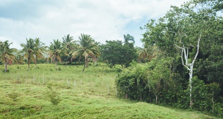 Beautiful vibrant background consisting of trees of the rain forest of Central America. Typical landscape of Dominican republic, Guatemala, Costa Ricaの写真素材