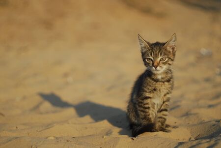 adorable meowing tabby kitten outdoors.の写真素材