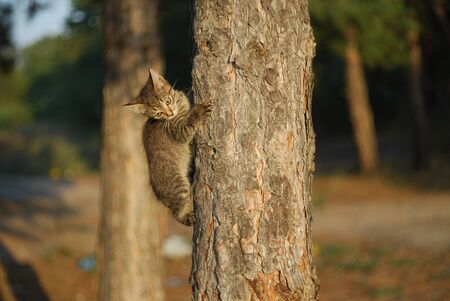 adorable meowing tabby kitten outdoors.の写真素材