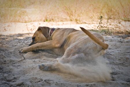 Happy dog running outdoor.の写真素材