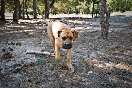 Happy dog running outdoor.の写真素材