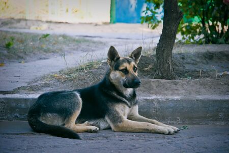 Happy dog running outdoor.の写真素材